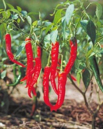 고추나무에서-고추가-익어-빨갛게-익어가는-모습