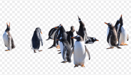 펭귄 감시원의 특별한 임무