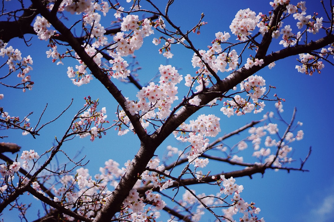 Bloom.