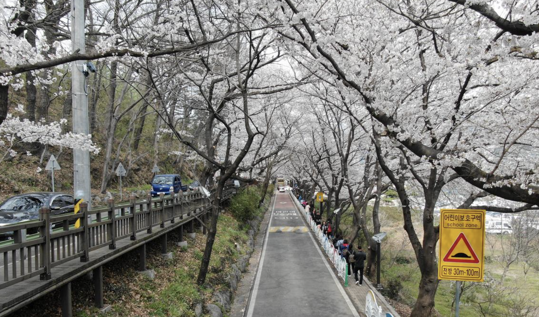 부산 근교 봄 축제 도로