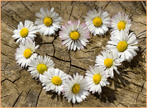 고양 국제꽃박람회