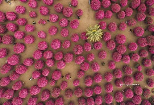 제주동백수목원