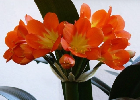 겨울 꽃 군자란