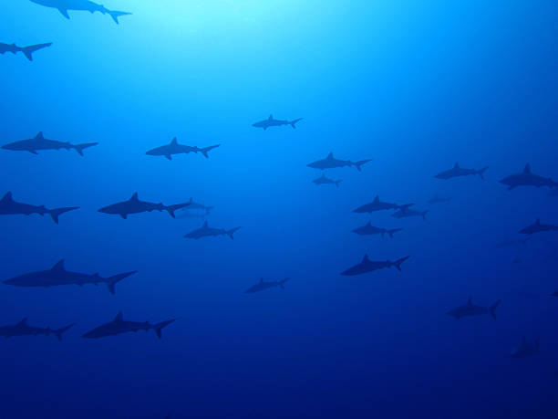 상어 떼 꿈 해몽