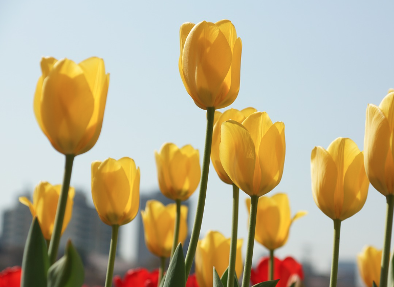 태안 세계 튤립 꽃박람회