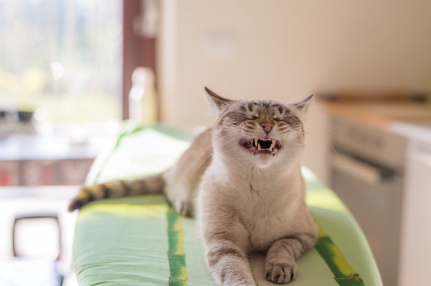 기침을 할 것 같은 고양이.