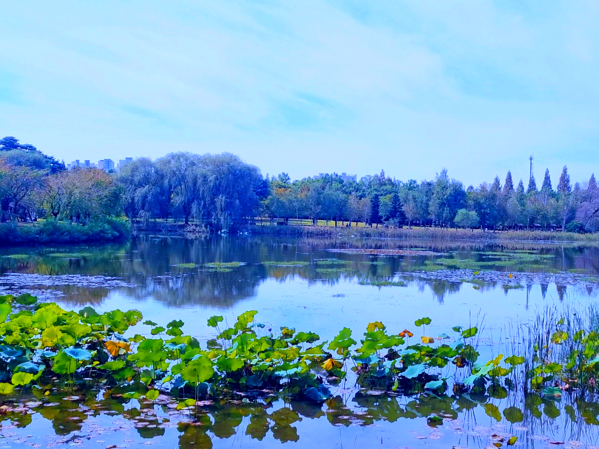 서울 근교 가을꽃 만발한, 경기도 고양시 강매석교공원 창릉천 코스모스축제