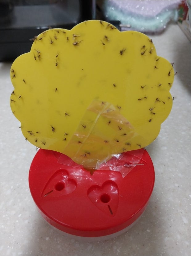 초파리-끈끈이-트랩