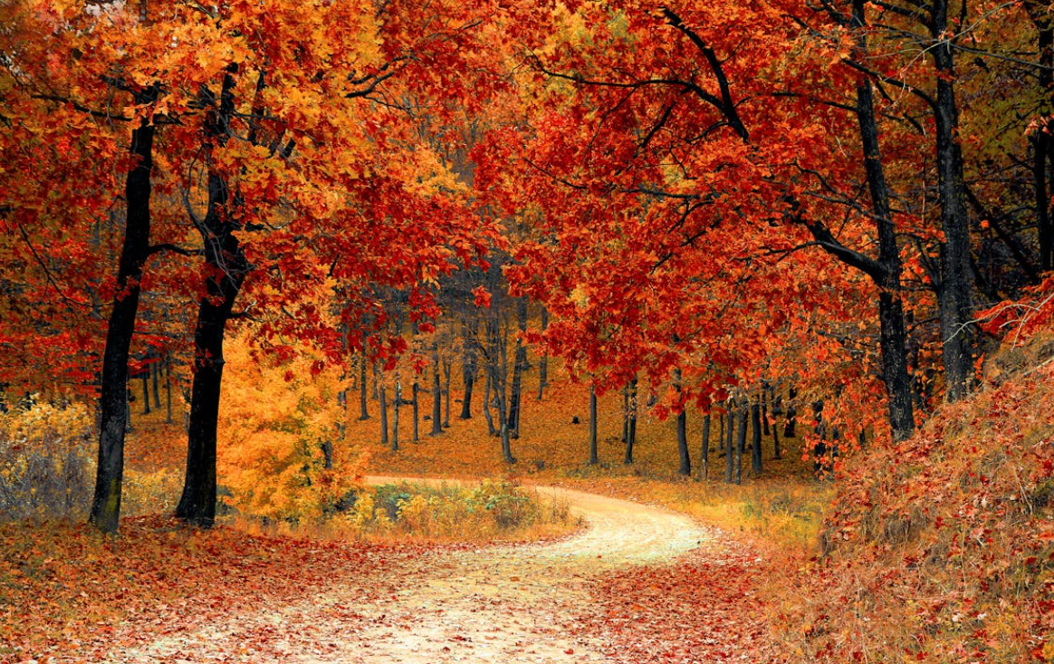 가을철 반려식물관리