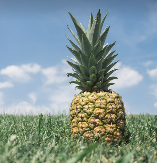파인애플의 기원과 역사