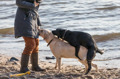 개가 다른 개에게 마운팅하는 이유.