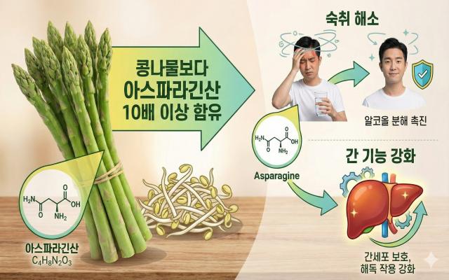 아스파라거스 효능 숙취해소