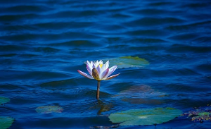 부여 서동연꽃 축제