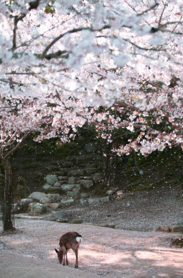 전국 벚꽃 축제 일정 총정리