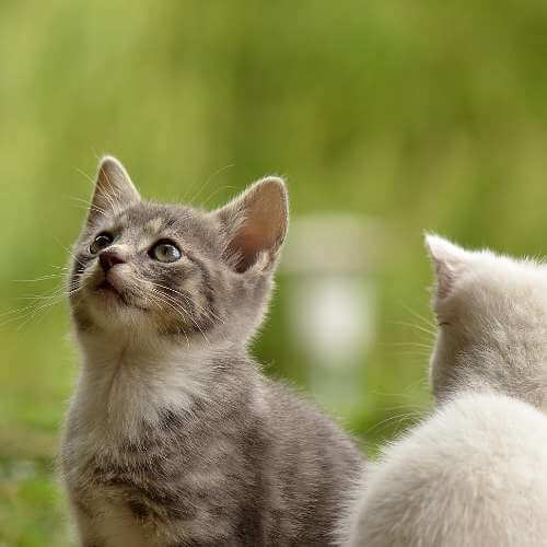 새끼 고양이 울음 소리