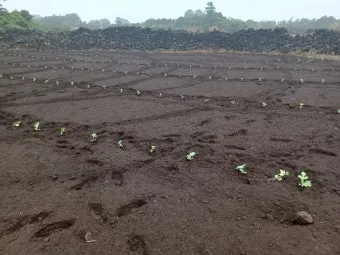 박 재배 직파 심기 순 따기 말림 보관_10