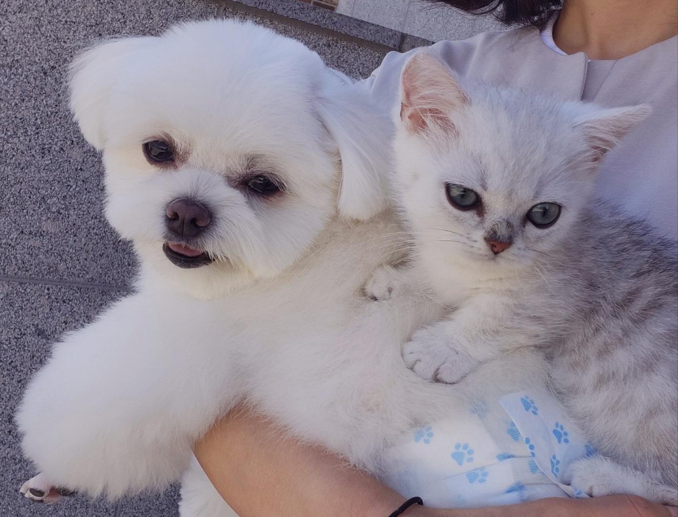 반려동물이 주는 심리 효과 (우울증, 불안, 외로움 완화)