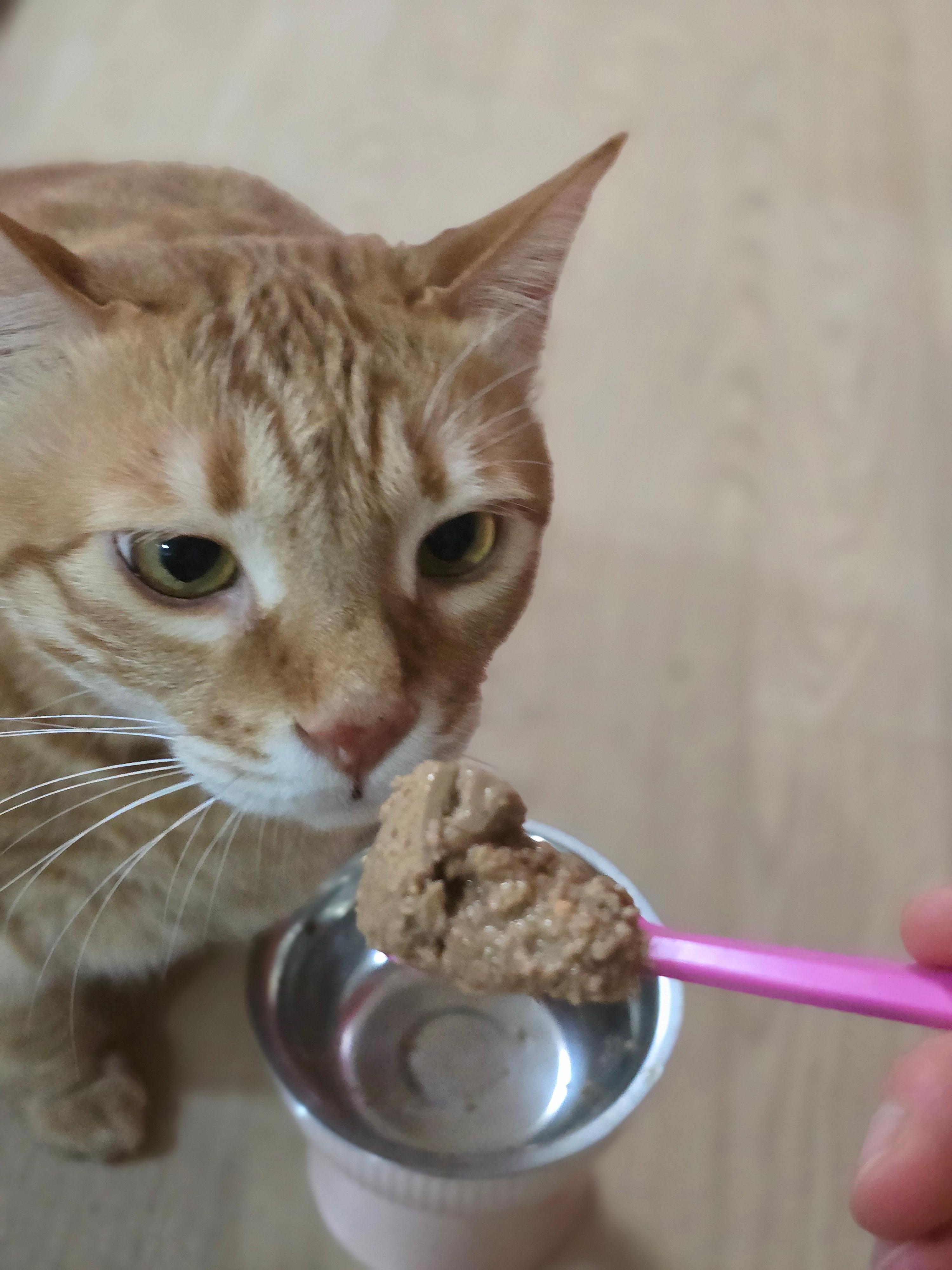 고양이가 밥을 안 먹을 때3