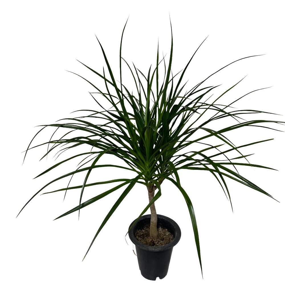 드라세나 드라코 키우기