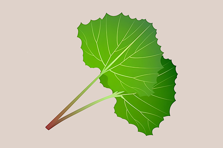 머위-하루-섭취-권장량