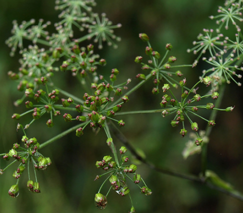 산미나리 잎과 열매