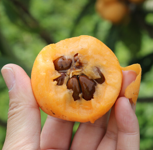 비파열매 맛 효능 부작용 씨앗 수확 시기 담금주 먹는법 보관 방법 총정리2