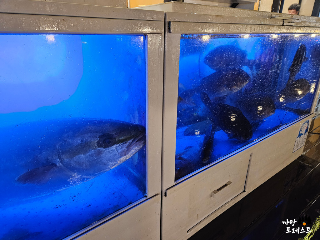 회가 서쪽에서 뜨겠네 수조