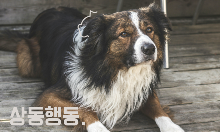 강아지-문제행동