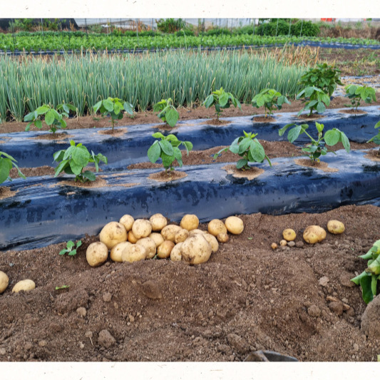 초가을 파종 타임라인 한눈에