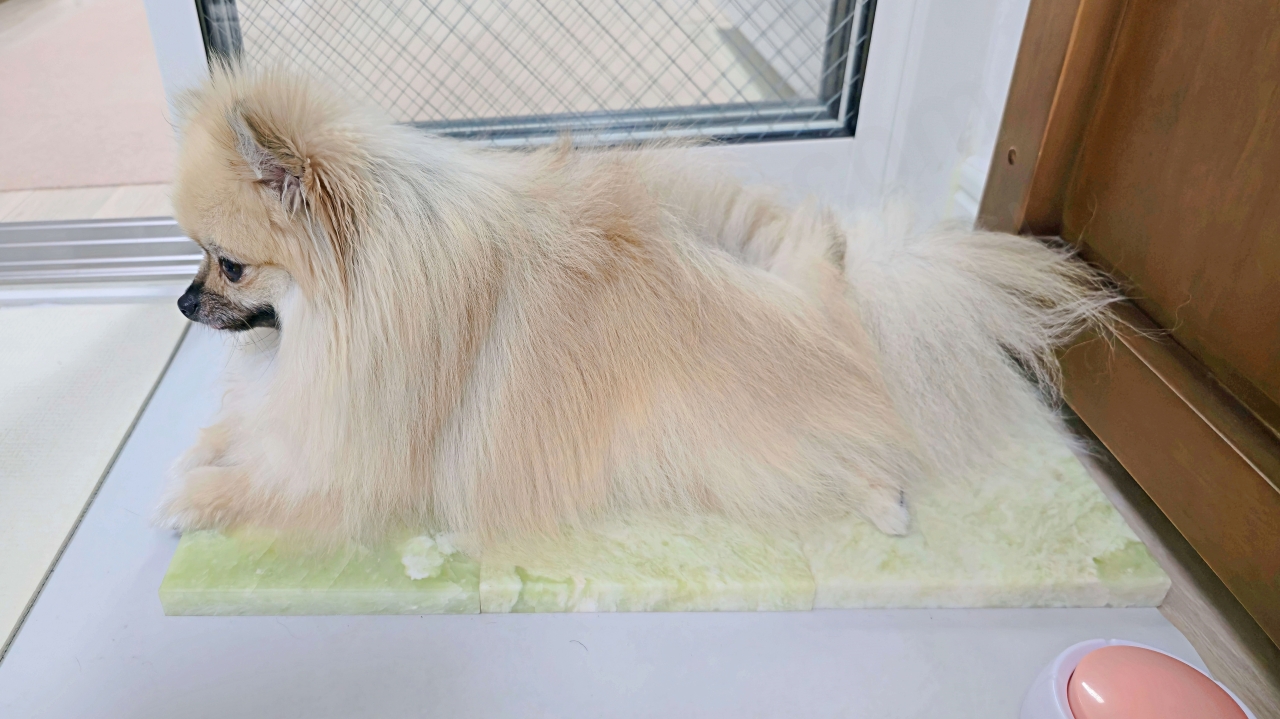 더운 날 스스로 옥돌 침대에 누워 있는 반려견