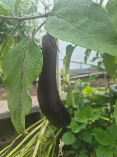 가지열매
