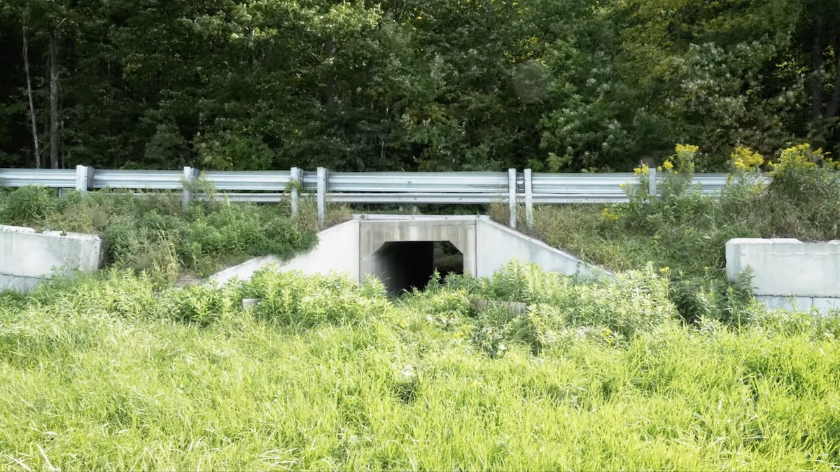 양서류의 작은 터널의 놀라운 사실