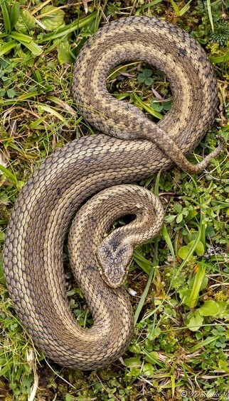 오미터가넘는-갈색-뱀이-숲속에서-또아리를-틀고-바라보는-모습