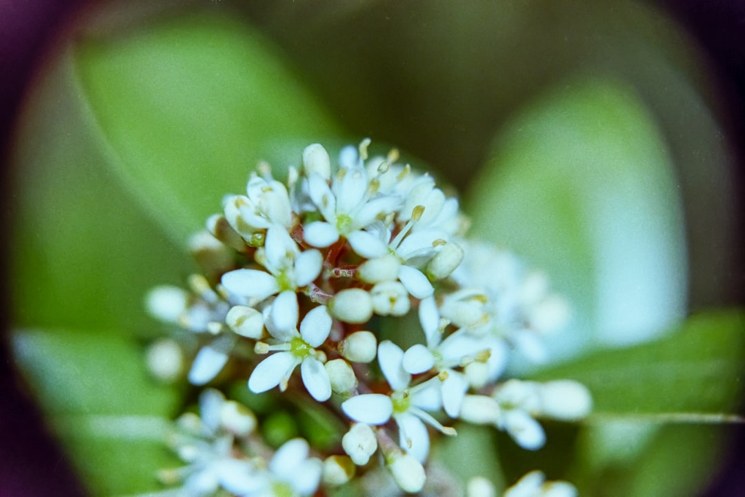 Isoflavone