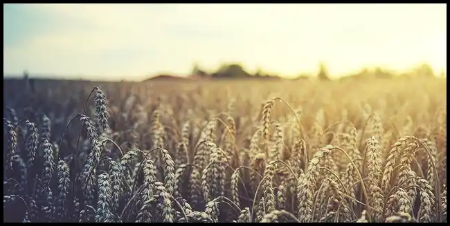 파로 곡물 효능 및 부작용과 먹는 법