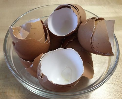 계란껍질 안쪽의 얇은 막이 난각막