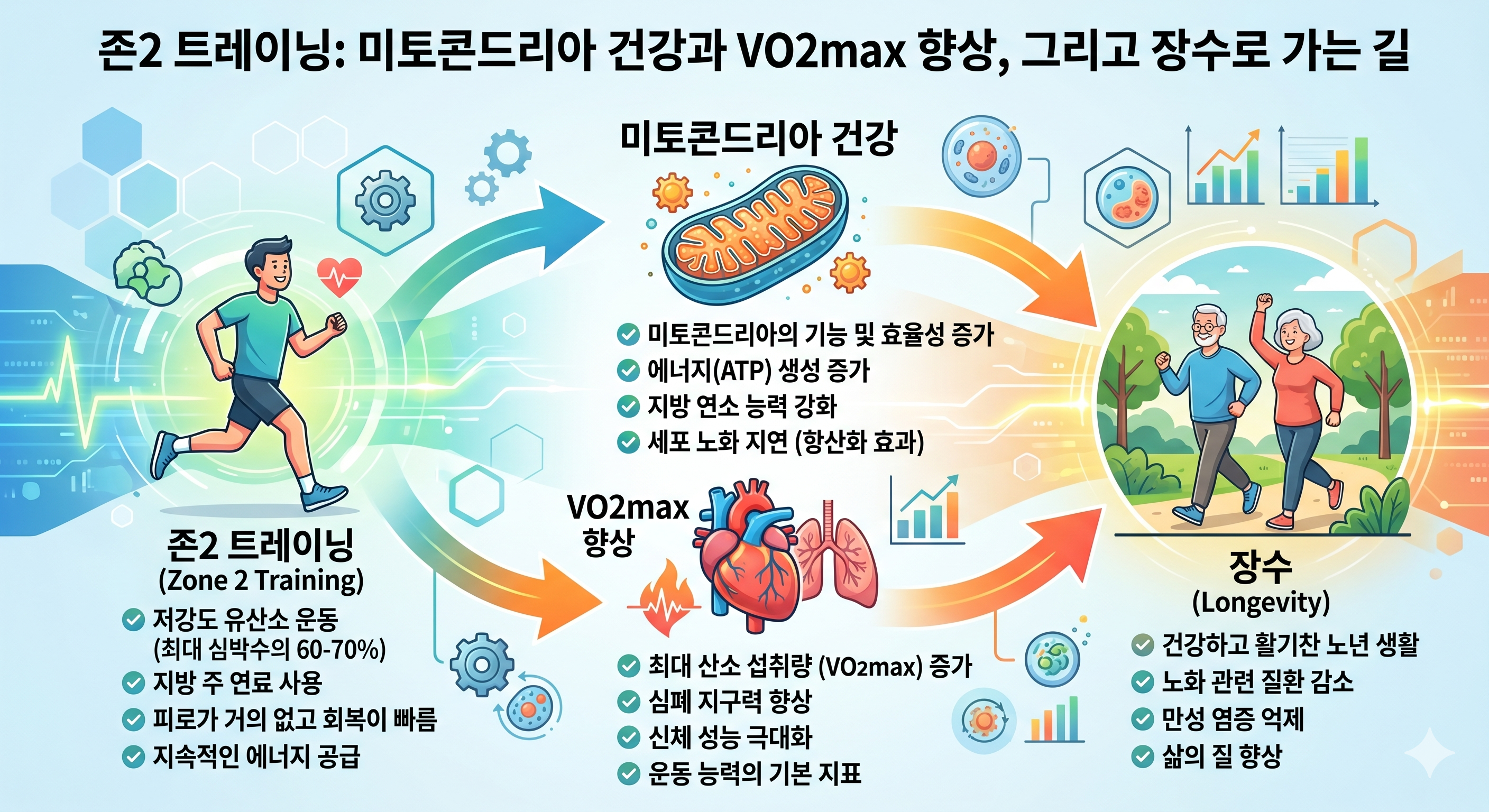 Zone 2 운동 미토콘드리아 수명 &mdash; 심박수 60~70% PGC-1&alpha; 미토콘드리아 생물 발생 VO2max 사망률