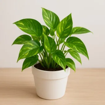 스킨답서스 키우기, 수경재배, 번식, 어항, 효능, 꽃말, 종류_45