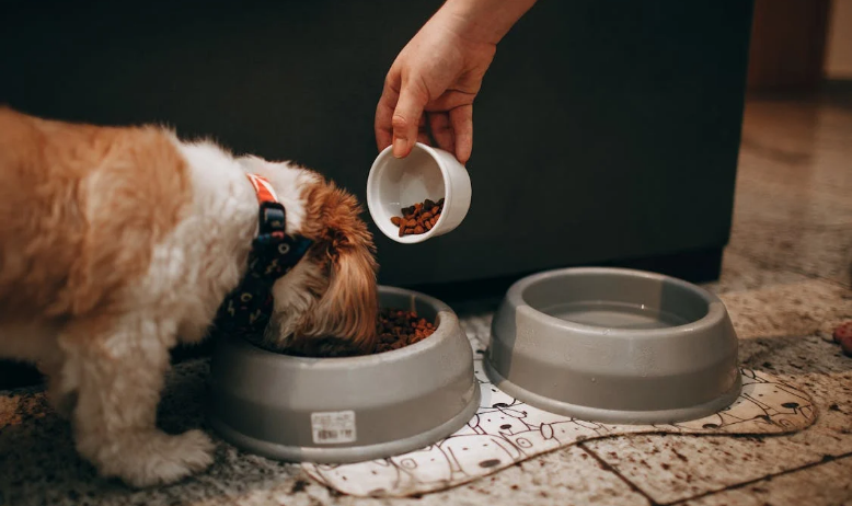 강아지 식단 관련 사진