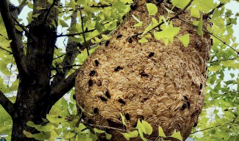 프로폴리스 효능