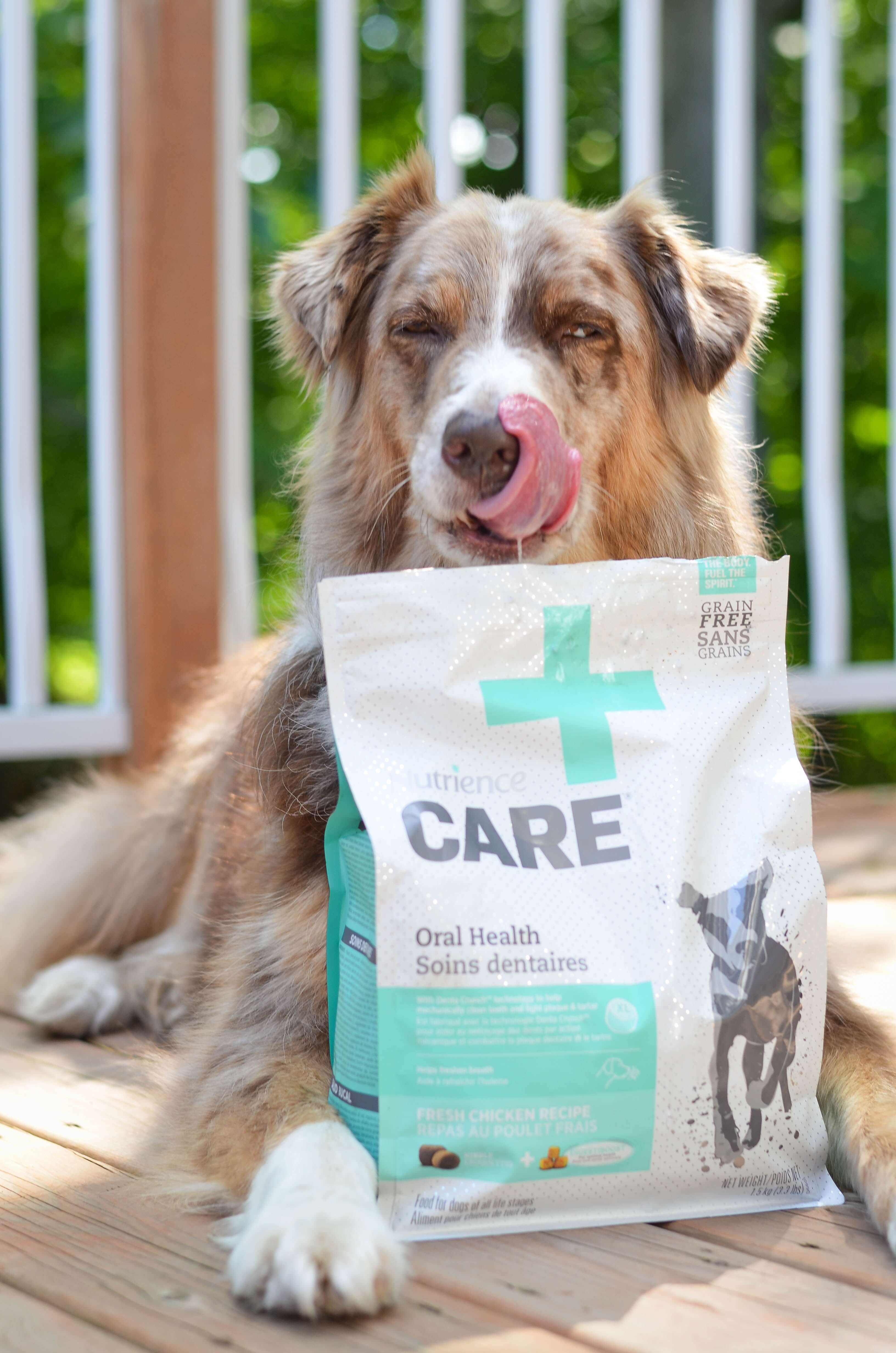 강아지 애견 영양제 추천(멀티&amp;#44; 모발&amp;#44; 관절&amp;#44; 소화&amp;#44; 다이어트)