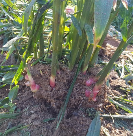 안동 생강&amp;#44; 생강청 