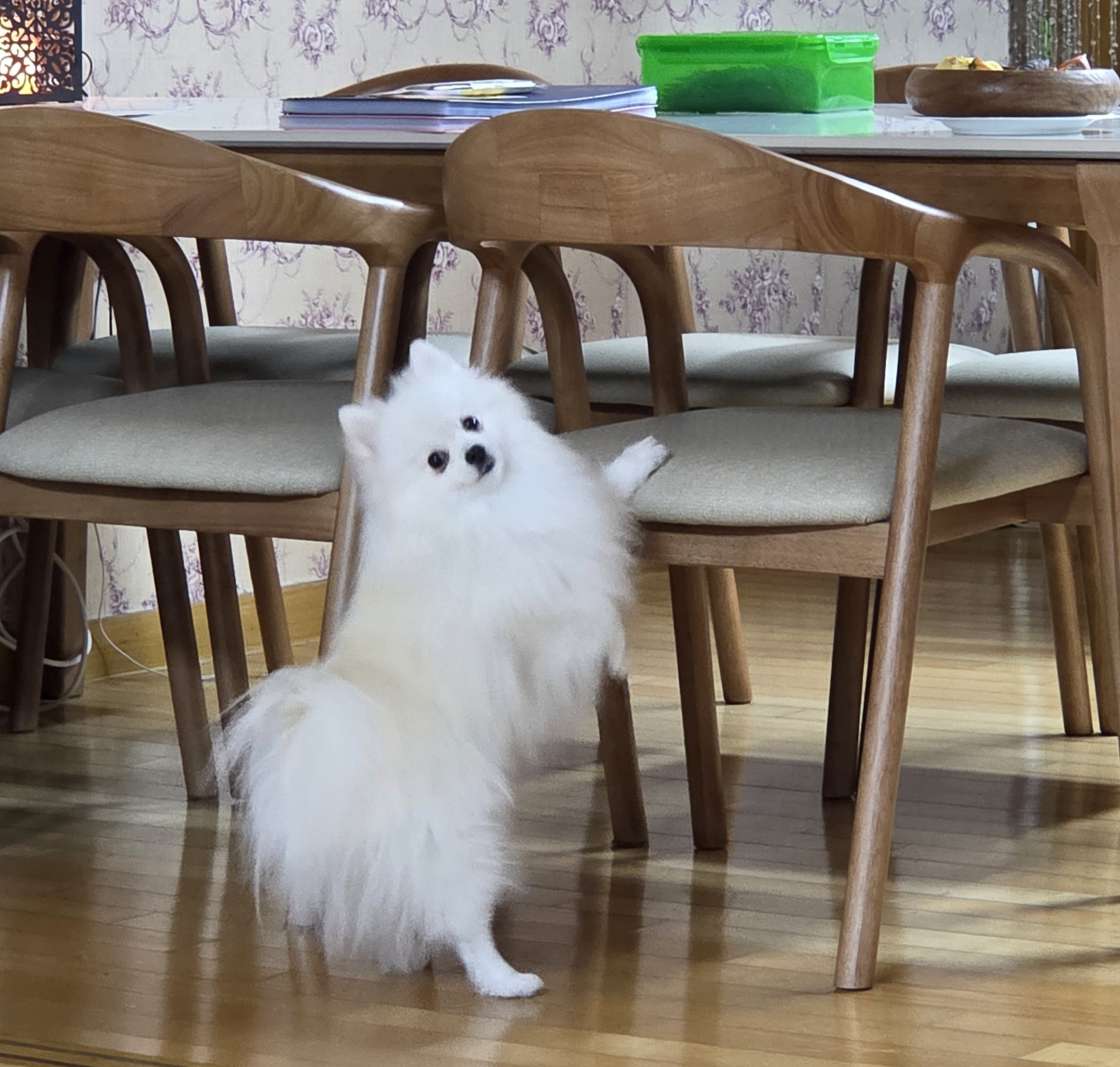 밥 달라고 요구 중인 하콩