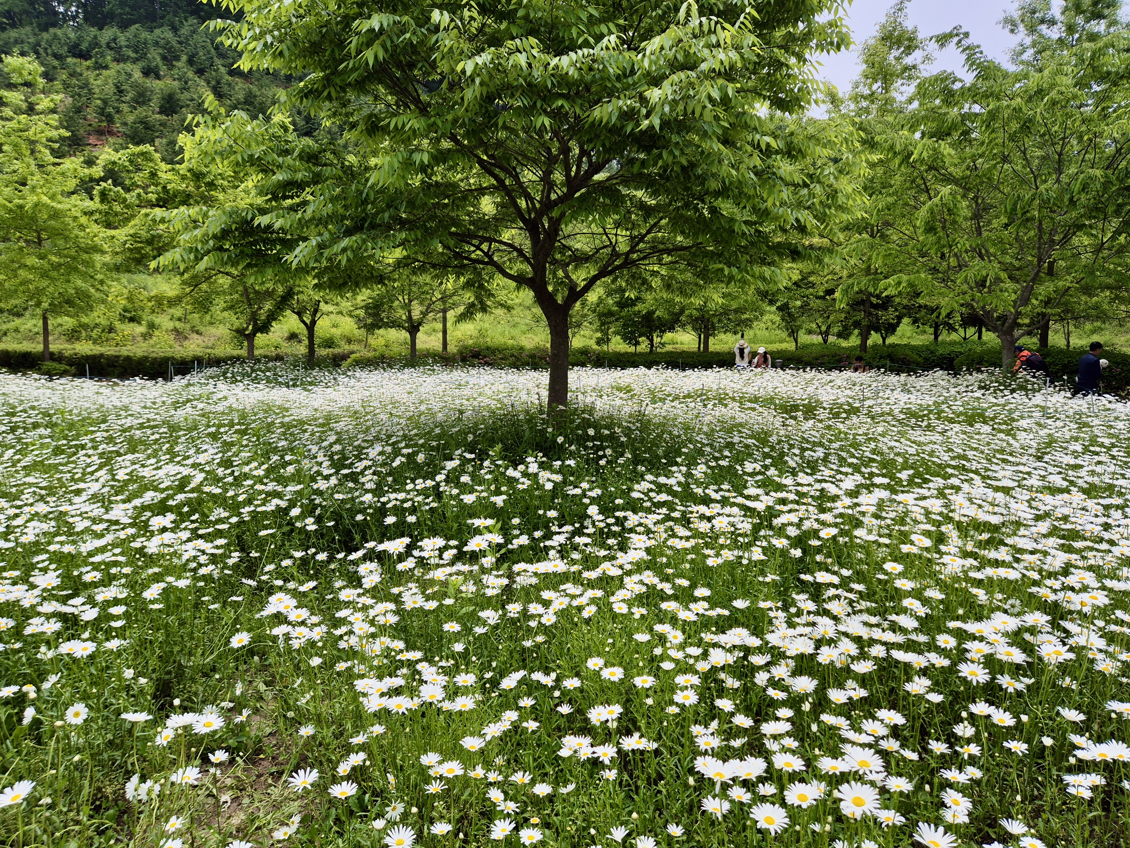 악양생태공원 데이지, 악양생태공원 포토존