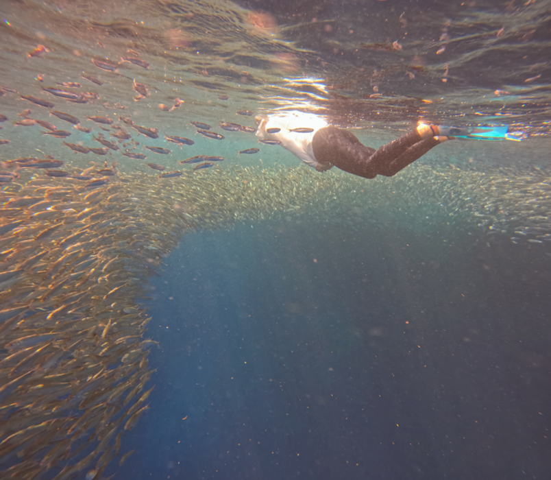 나팔링 리프의 정어리떼