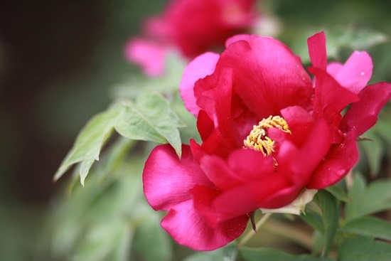 5월 작약꽃 피는 계절, 축제/효능/키우기/활용법