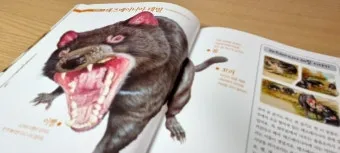 태즈메이니아 데빌 특징 매력 성격_16