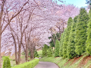베어트리파크 봄꽃축제