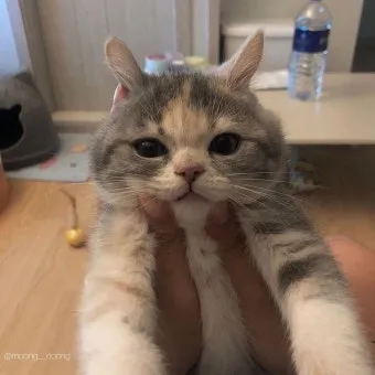 고양이 골골대는 이유, 골골송, 새끼고양이 골골송_30