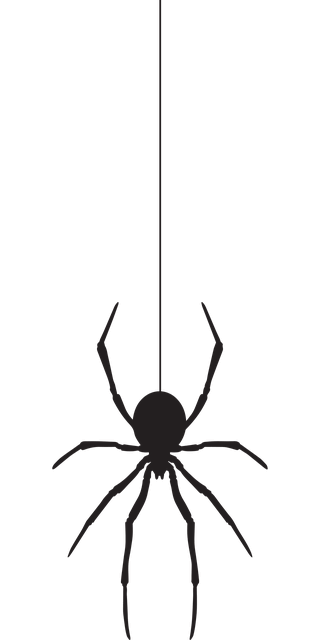 꿈해몽 거미가 거미줄을 치는 꿈